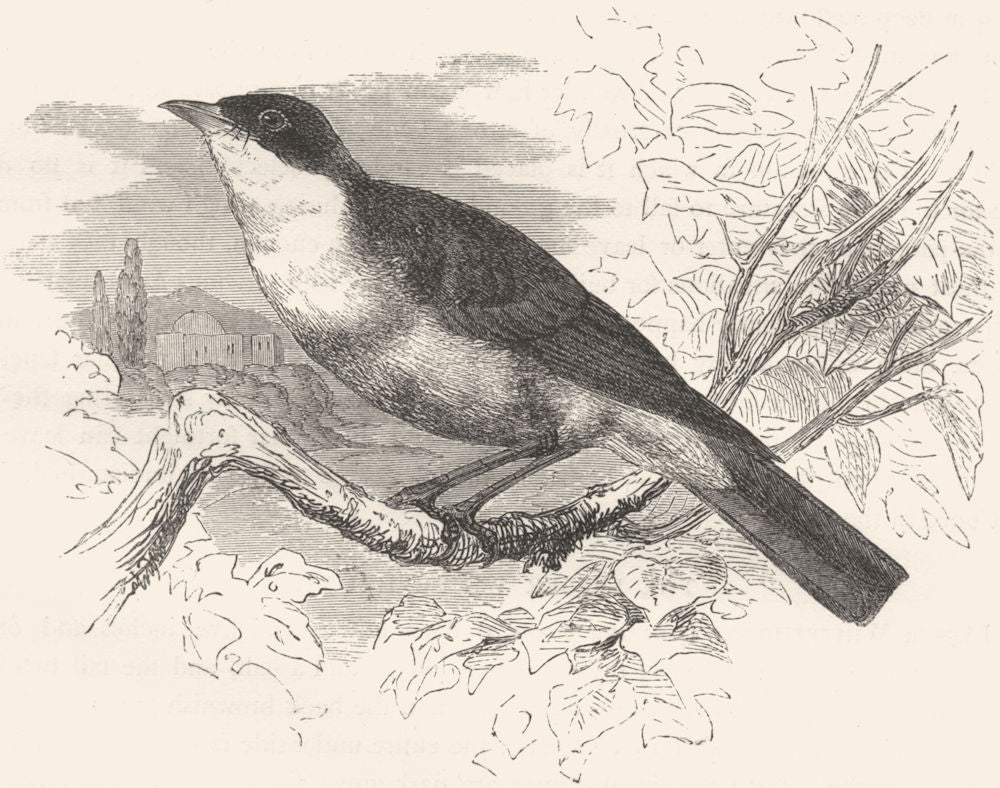 BIRDS. Singing. Orpheus Warbler c1870 old antique vintage print picture